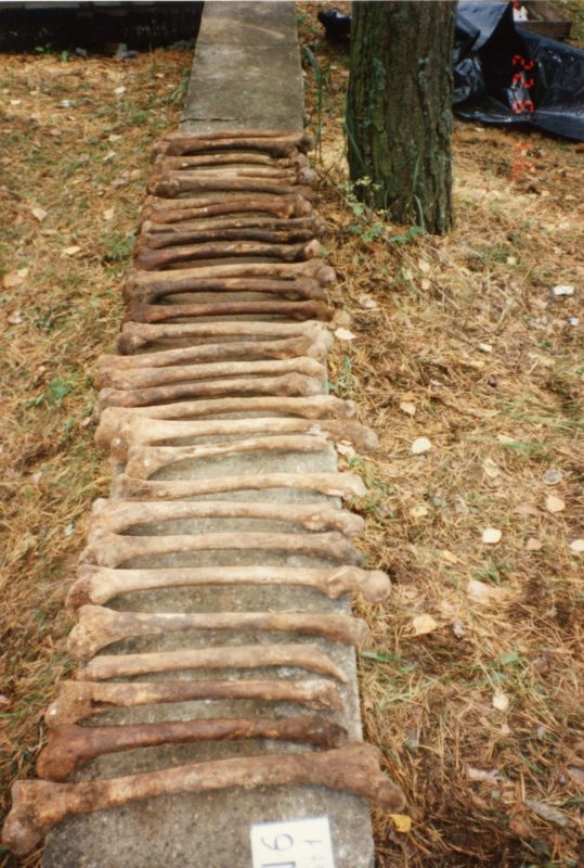 WejściePłyta_prace-1994_fot.-ze-zbiorów-MKiDN-2-1294x1920 Kości piszczelowe wydobyte z dołów śmierci